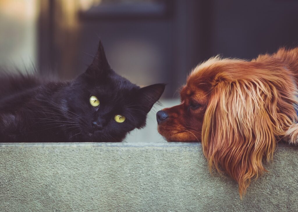 In many human households, dogs and cats like these ones accept each other as kin and even play together.