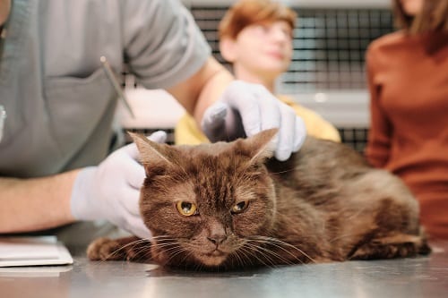 Close-up of cat sitting at the table with veterinary caring of it