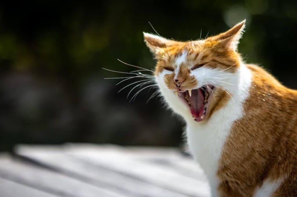 this orange tabby cat is hissing after being an animal hit by a car while someone was driving on a NZ road
