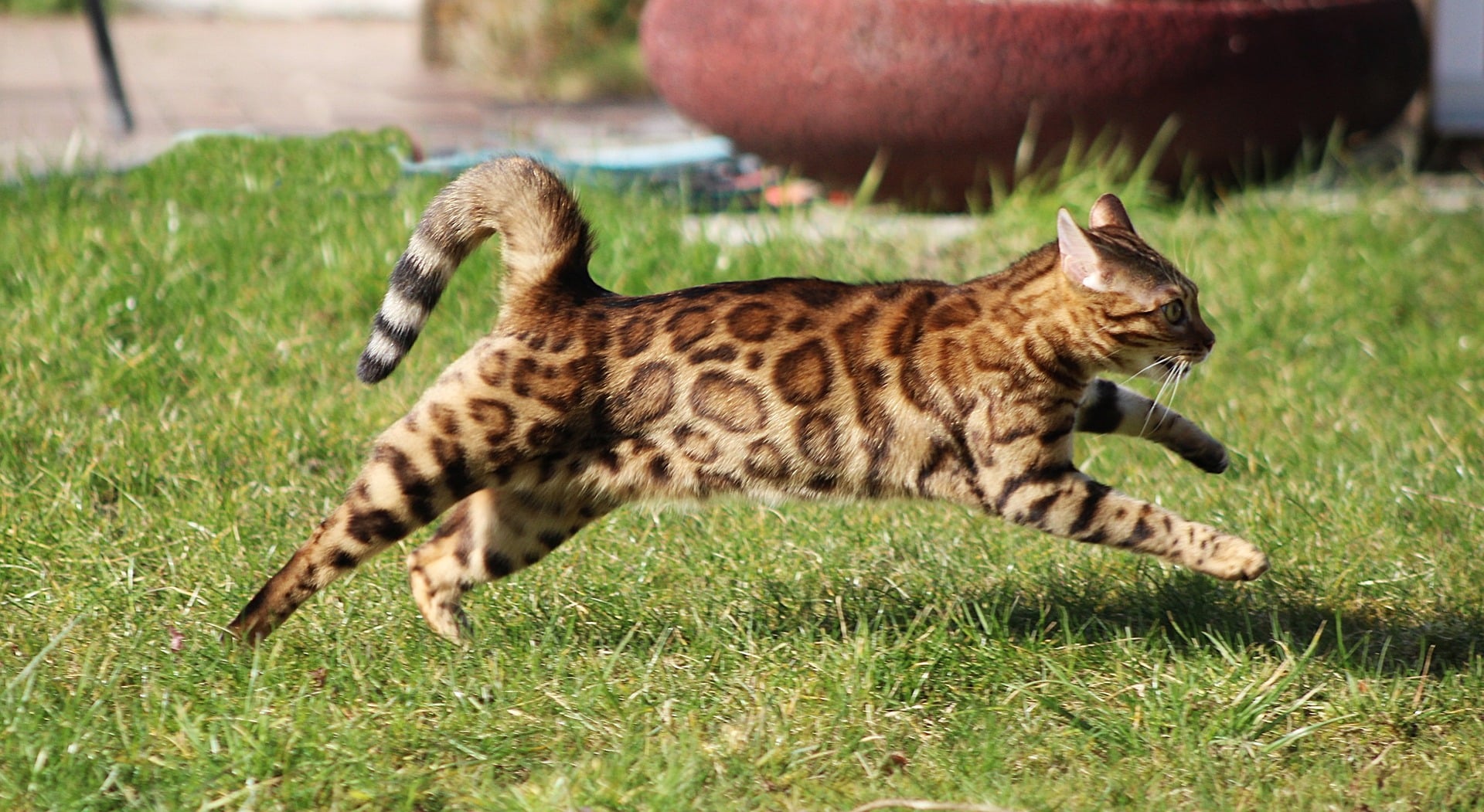 cat-running-away