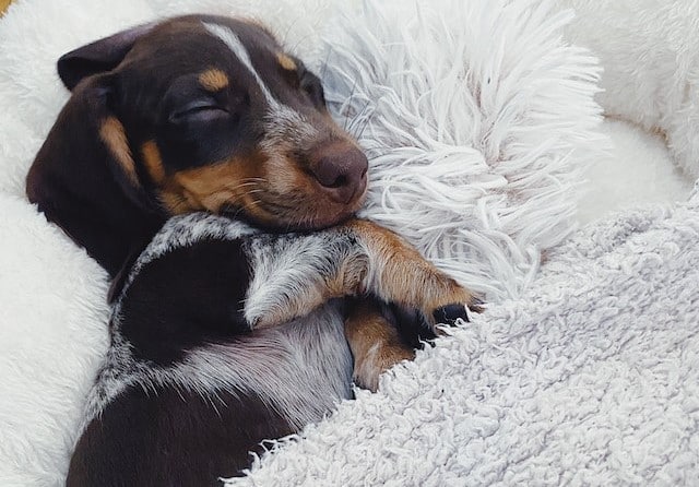 This miniature Dachshund is a small dog breed that loves indoor apartment dwelling and is enjoying napping in mum's bed