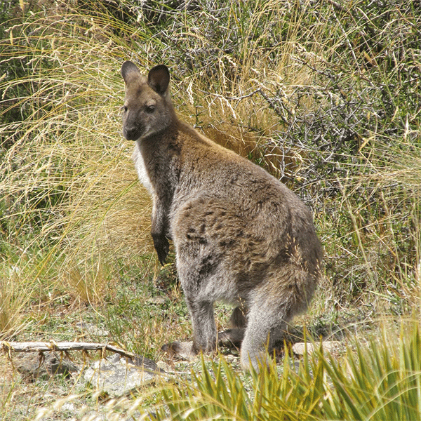 this Dama wallaby stands upright in a grass patch, hopeully not about to become an animal hit on a road in NZ