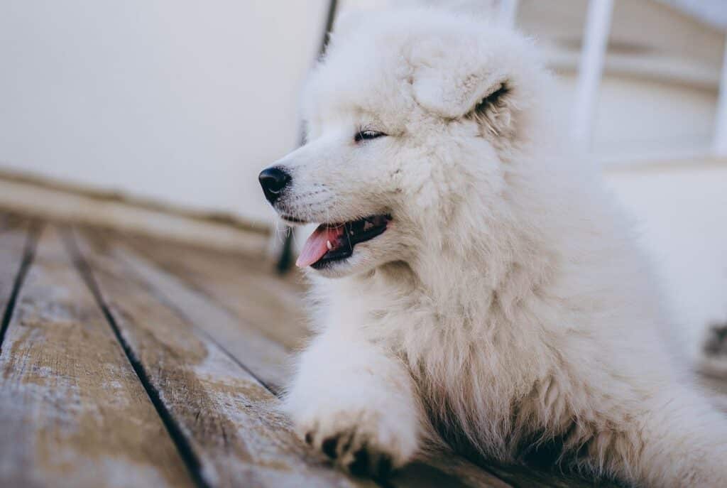 Dog feels strange because of too much CBD oil