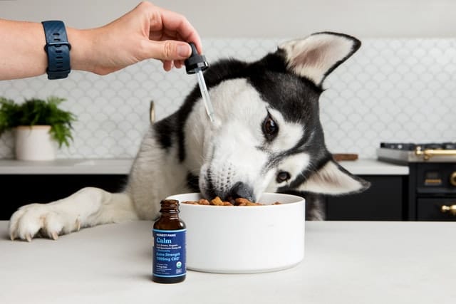 owner gives a drop of hemp oil in dog food for the skin health benefits