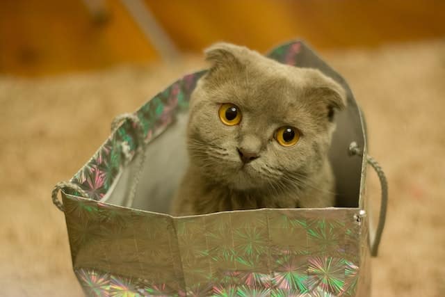 A Scottish Fold kitten