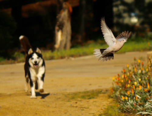 A dog chasing a pigeon. Here's how to how to stop dog chasing birds using obedience training