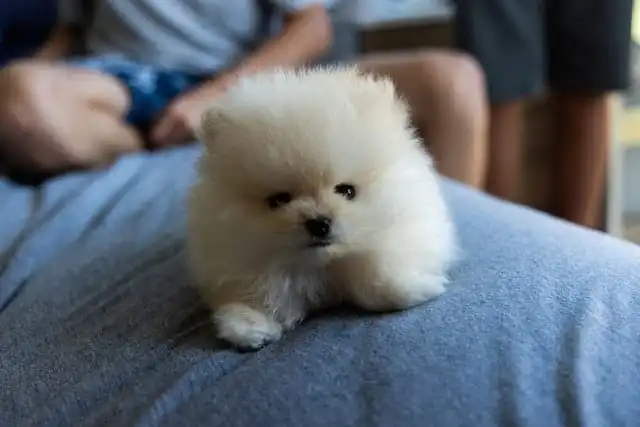 A small white pomeranian puppy, perfect for small apartments and lovers of small dog breeds, sitting on a bed.