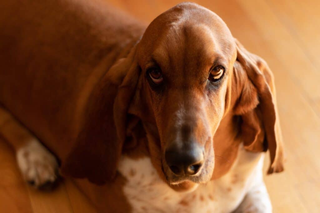 Basset Hounds like this one were formally recognised by the American Kennel Club in 1885.