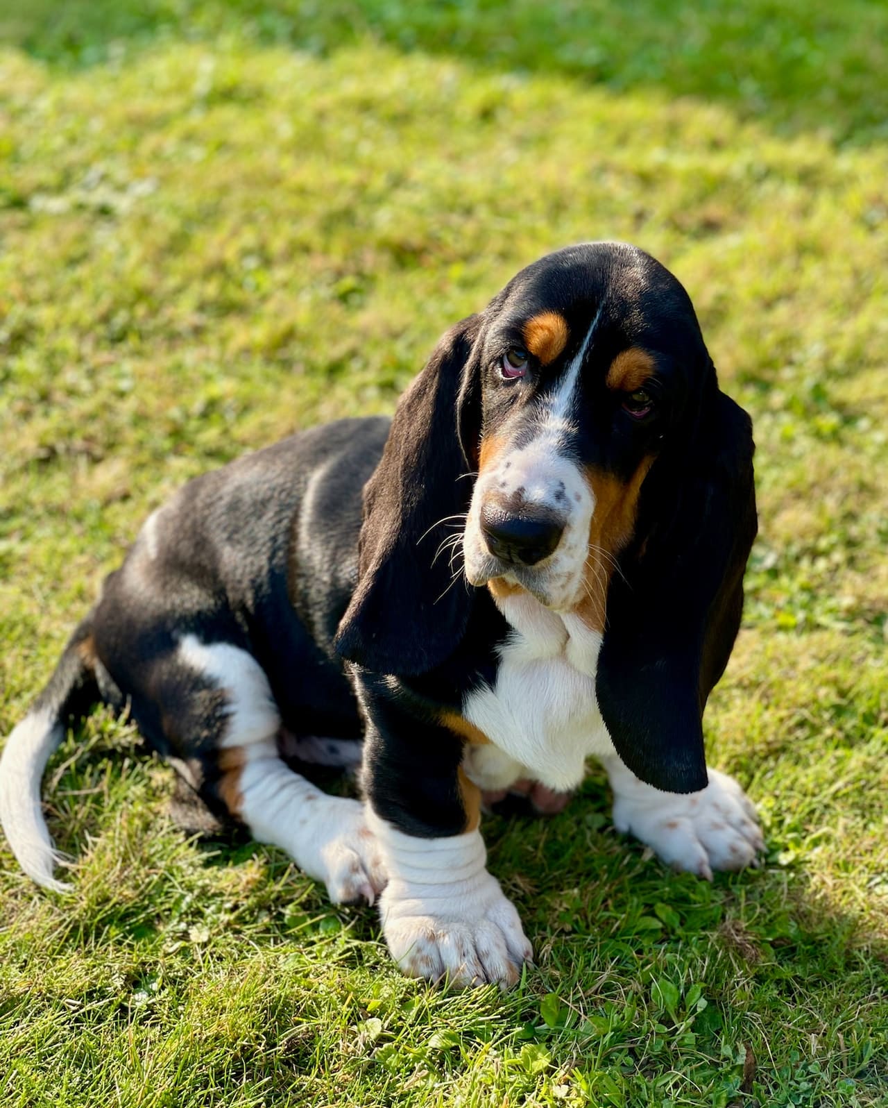 This loyal Basset Hound is an exceptional scenthound.