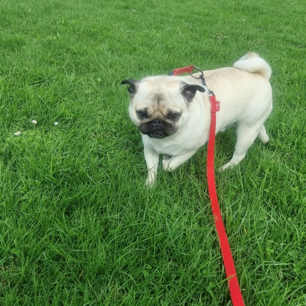 How to Stop Your Dog Peeing Inside Vet Advice PD Insurance NZ