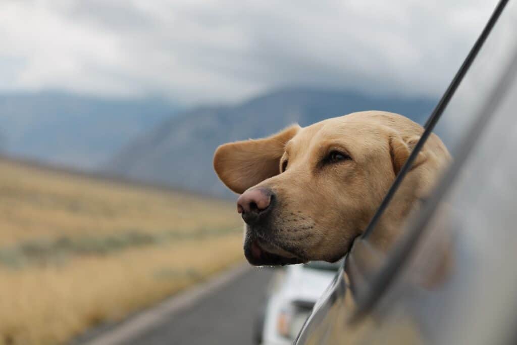 Are you thinking about adopting a dog in NZ, like this one sticking its head out of the car window?