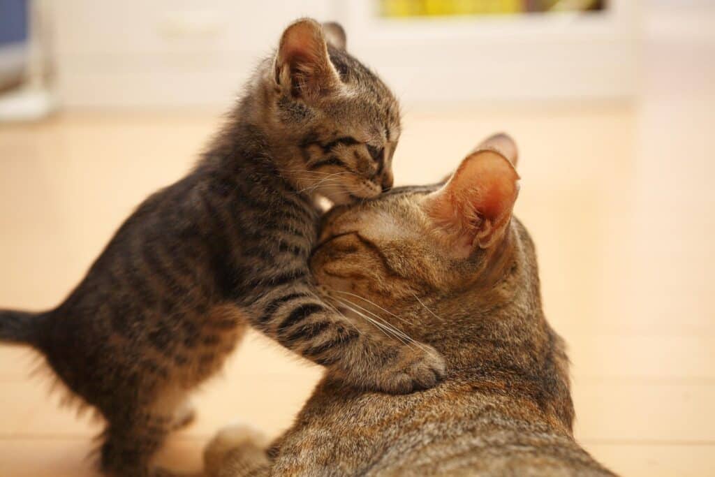 Cat language like meowing and yowling are all vocalisations that this mother cat uses to communicate.