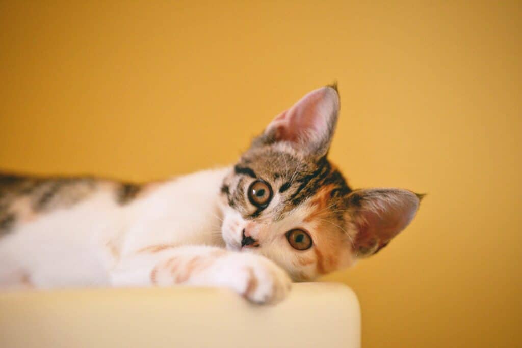 A University of Sussex study found that cats like this one can vary their purr based on their needs.