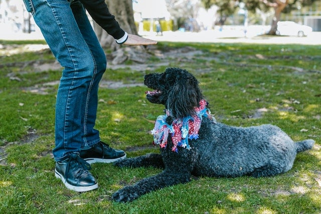 dog registration is not a requirement for this dog to take part in the Canine Good Citizen training with Dogs NZ