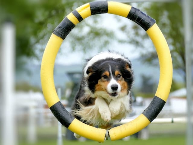 A Dogs NZ registered dog competes in agility sports
