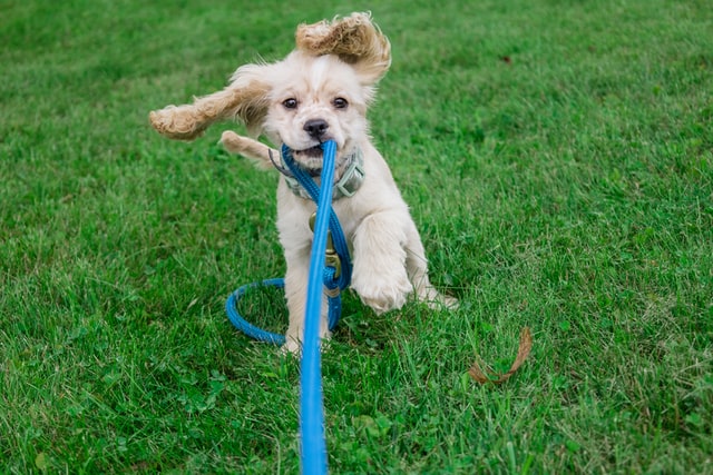 New puppy goes home with Dogs NZ dog registration and starts learning the ropes of becoming a top canine citizen