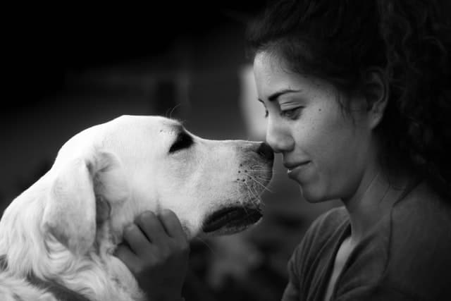 Woman gets a kiss on the nose from her loving Labrador