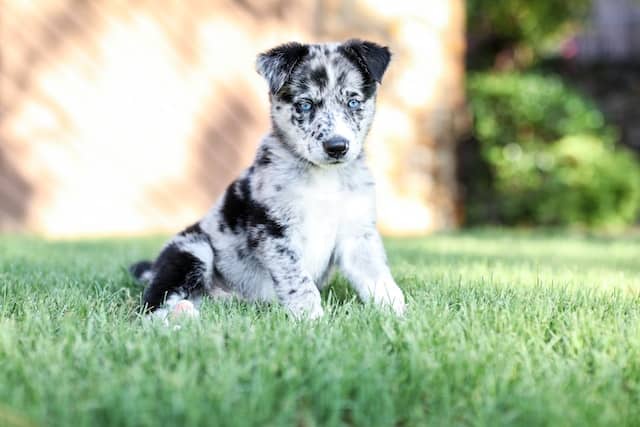 new puppy is registered on the Dogs NZ register and now plays happily in a grassy garden