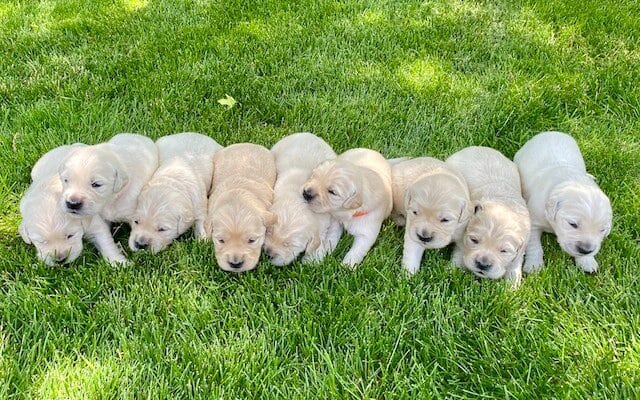 A litter of nine pedigreed puppies stand together on a freshly cut lawn