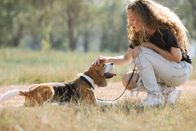 Dogs NZ trainer working with a dog to develop on her existing training skills