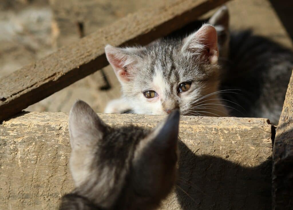 These cute kittens speak fluent cat language.