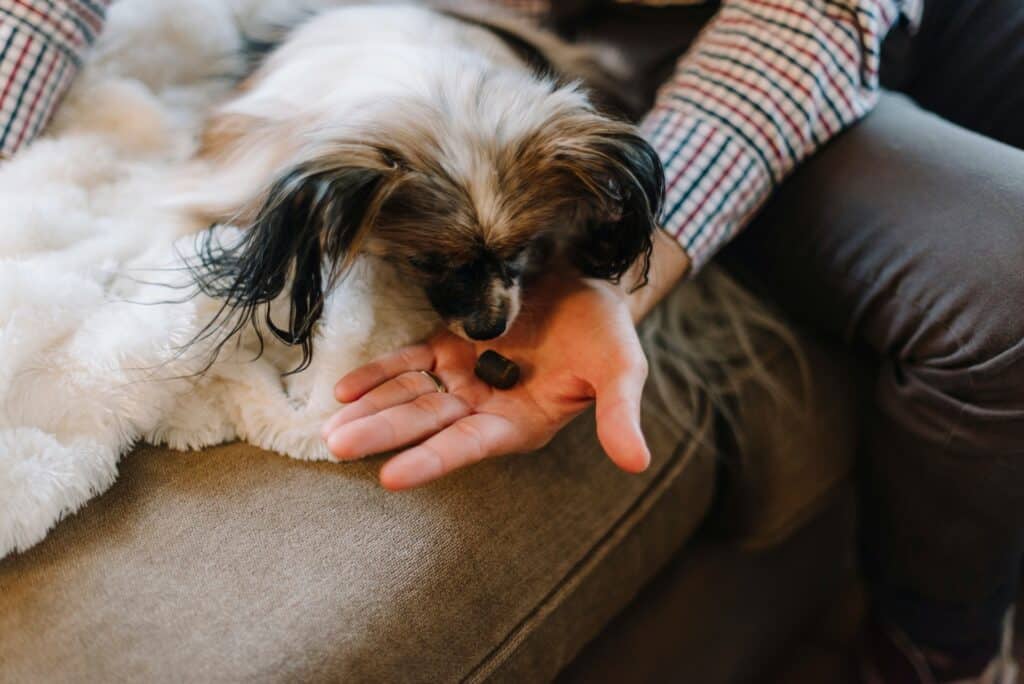Google monthly search queries like dogs that need to be adopted, best dogs to adopt, adopt a dog in NZ and bringing home an adopted dog, are high. 