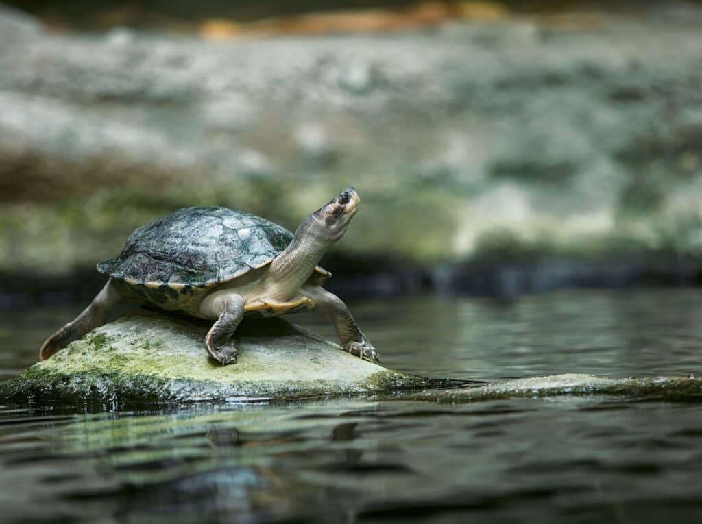 There are some great pets out there like pet rats or this long-neck turtle that is perfect for New Zealand apartment living!
