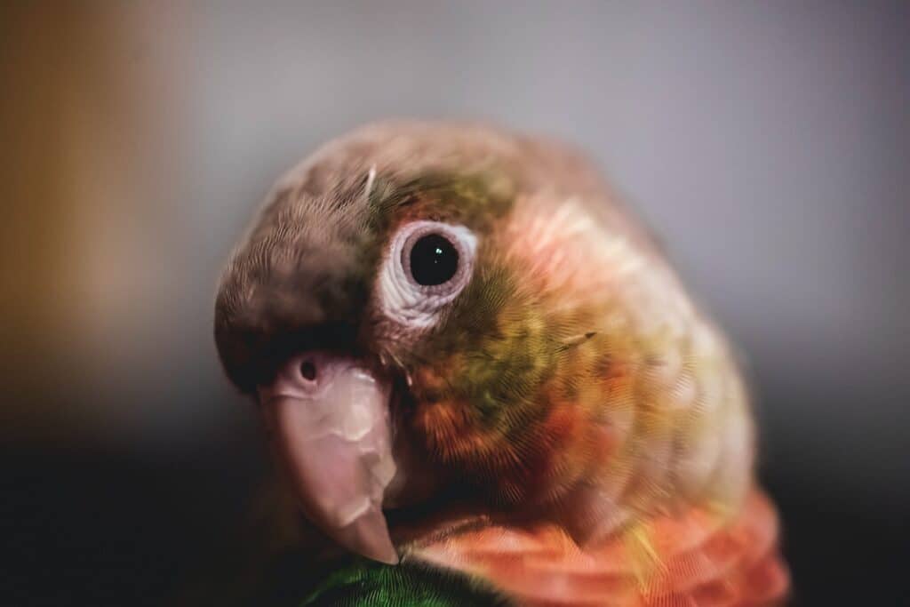 There are some great pets out there like this green cheek conure or a long neck turtle that are perfect for New Zealand apartment living!