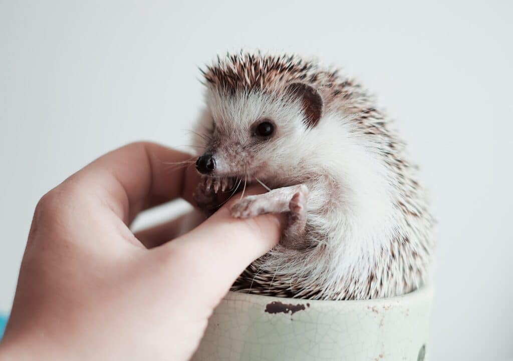 Feed your hedgehog, like this one in a white mug, a balanced and nutritious diet. 