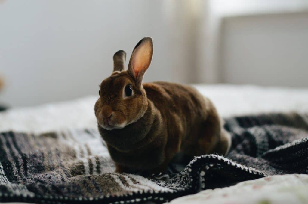 There are some great pets out there like pet rats or this brown pet rabbit that is perfect for NZ apartment living!
