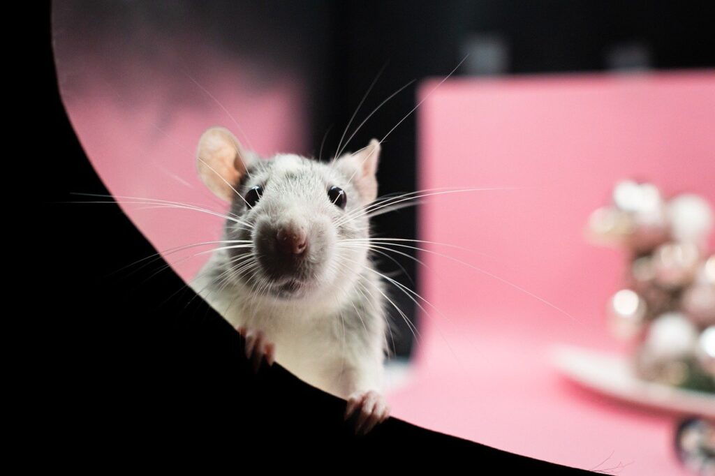 There are some great pets out there like this pet rat that is perfect for New Zealand apartment living!