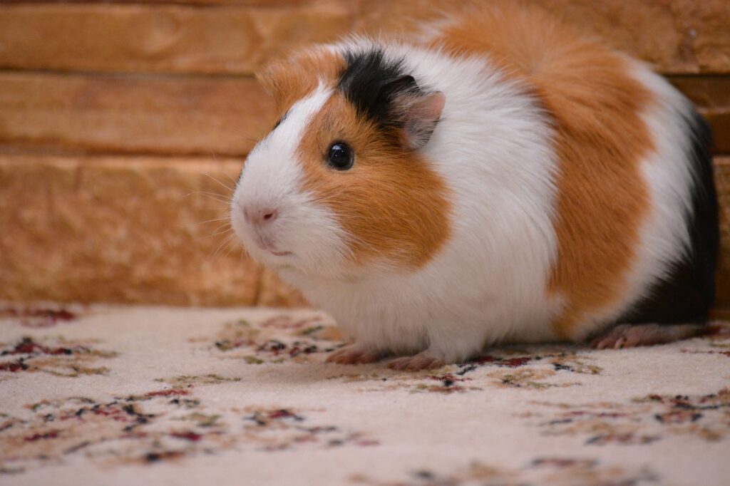 There are some great pets out there like pet rats or this Guinea pig that is perfect for NZ apartment living!