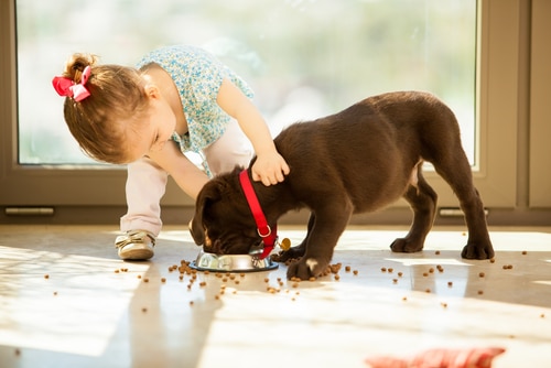 little girl plays with puppy while it eats its food. Changing your dog or cat's food should be done gradually