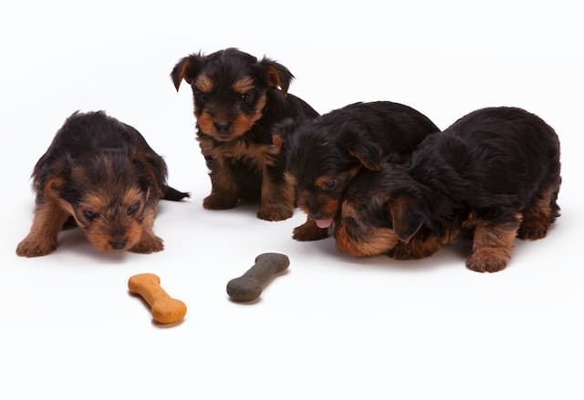 puppies inspect oversized AAFCO dog food that's too big for them to eat 