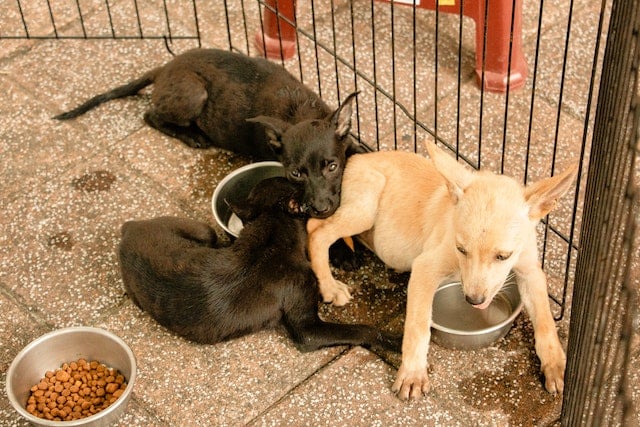 puppies sit in a fenced off area with food bowls containing the best diet according to their breed and age 