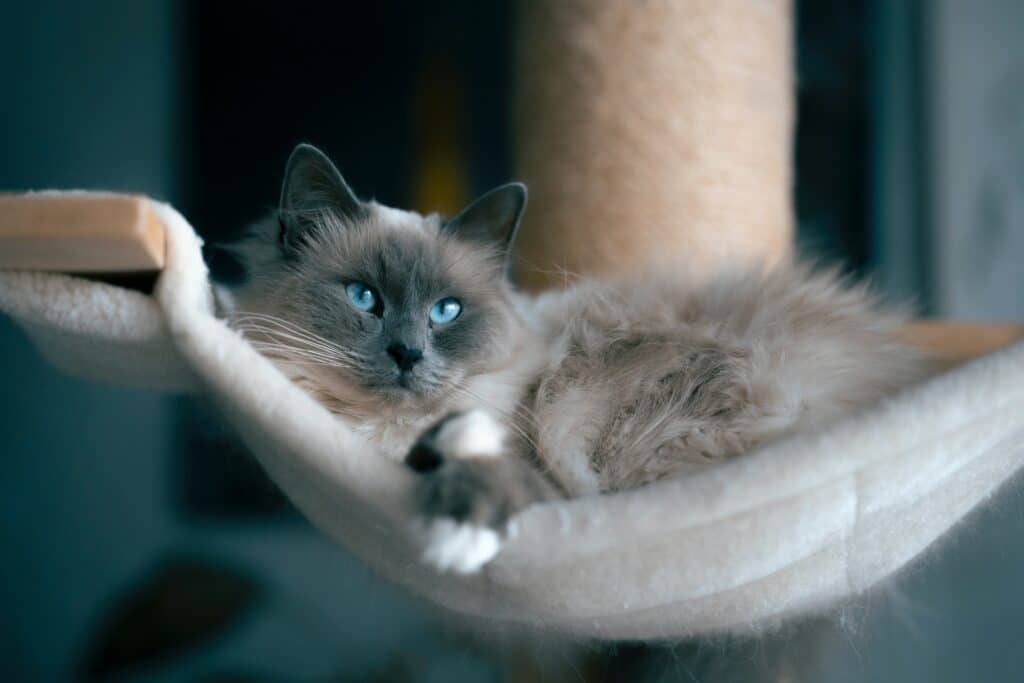 There are some great fur kids out there like this calm and gentle Ragdoll cat.
