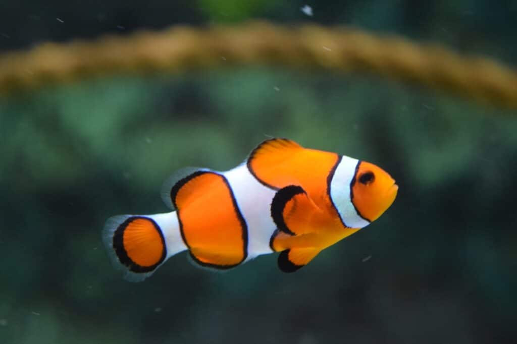 There are some great pets out there like this tropical pet fish or a long neck turtle that are perfect for New Zealand apartment living!