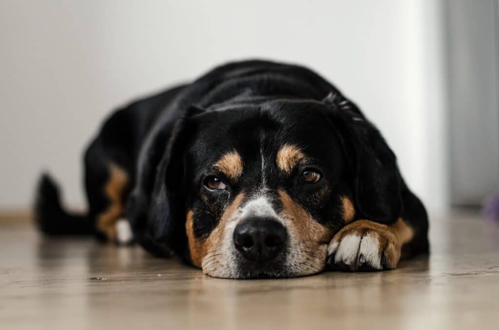 Before you bring your adopted dog home like this one, you need to puppy proof your house like a pro.