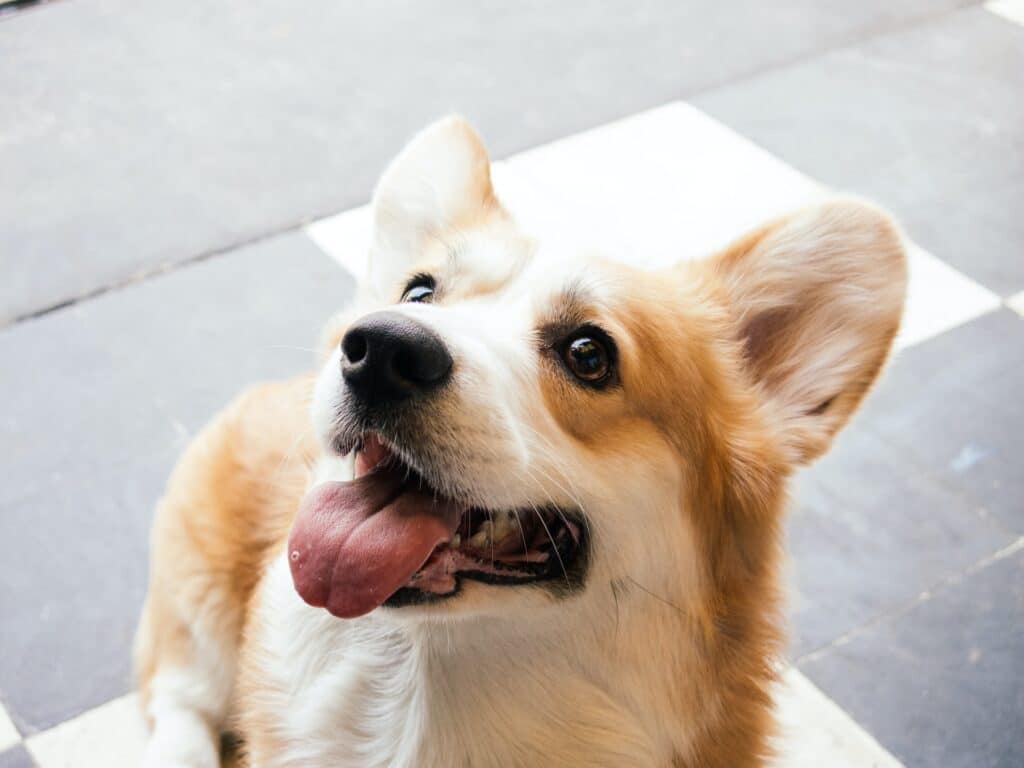 Here's tips on what to do as a new NZ doggie parent after bringing home this adopted Corgi dog.
