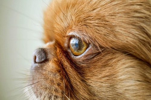 Close up shot of a pekingese short hair puppy. She may be suffering from dry eye in dogs
