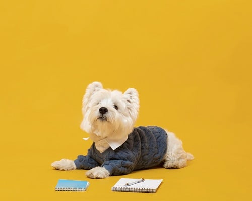 Cute little dog impersonating a business person. The cost of owning a dog/cat can add up