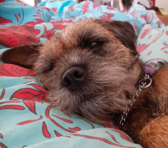 Border Terrier recovers after eating rat bait