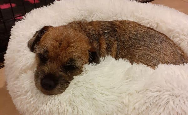 Piper the Border Terrier almost died from rat bait but was saved by immediate medical care and free pet insurance