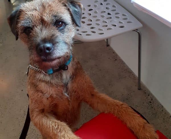 Piper was on free insurance referred by Dogs NZ registered breeder