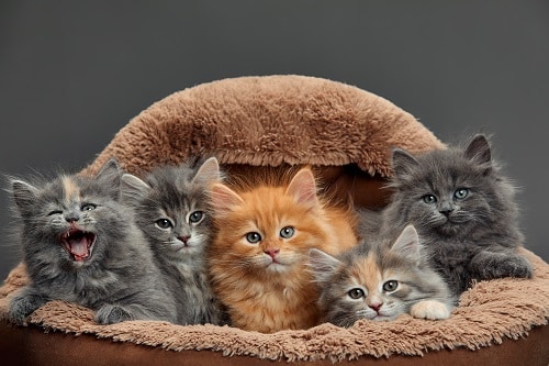 What Breed Is My Cat PD Insurance NZ