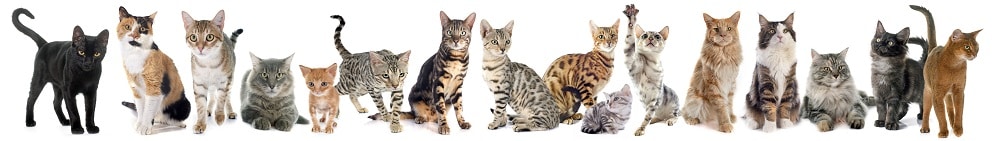 A group of kitties on a white background.