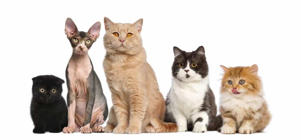 Group of cats in front of a white background. A cat DNA test is one way to find out.