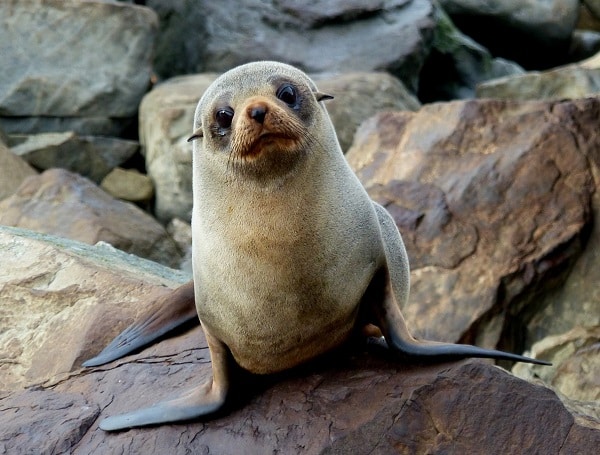Southern New Zealand Fur Seal. Let's protect our animals this World Oceans Day
