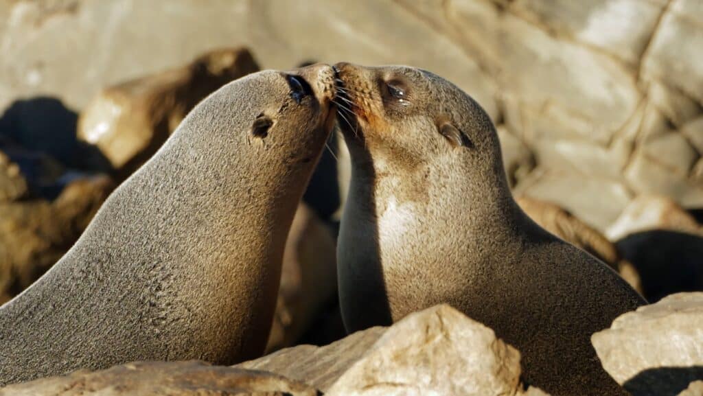 Southern New Zealand Fur Seals. Let's protect our animals this World Oceans Day