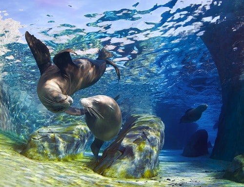 Playful California sea lions (Zalophus californianus) come together for a kiss underwater. For World Oceans Day, we're looking at protecting sea animals